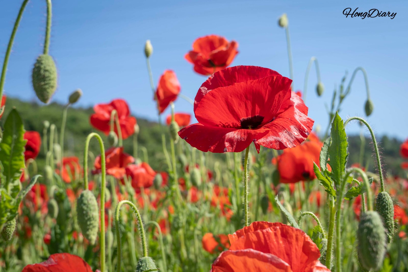 Shirley poppy field at Dumesil Agricultural Theme Park, Jinju, South Korea