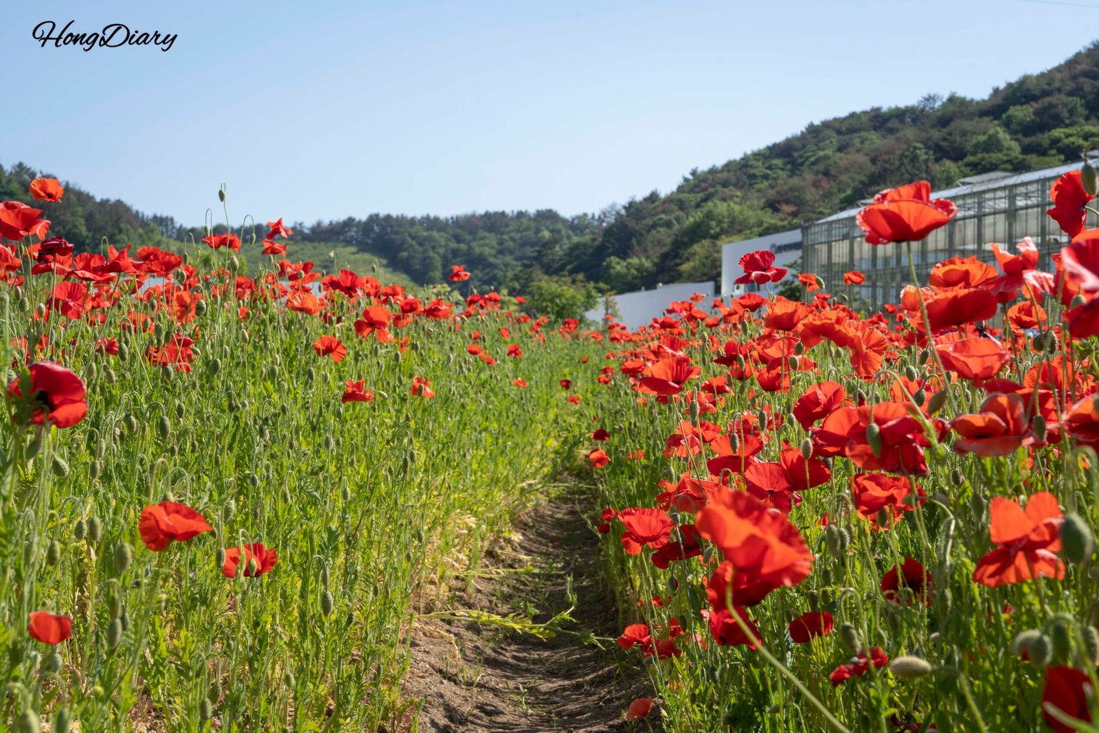 Campo de amapolas Shirley en el Parque Temático Agrícola Dumesil, Jinju, Corea del Sur