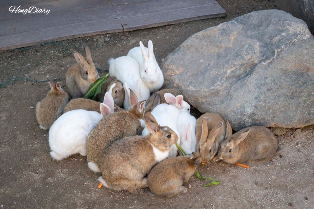 Conejos en la granja de animales del Parque Temático Agrícola Dumesil