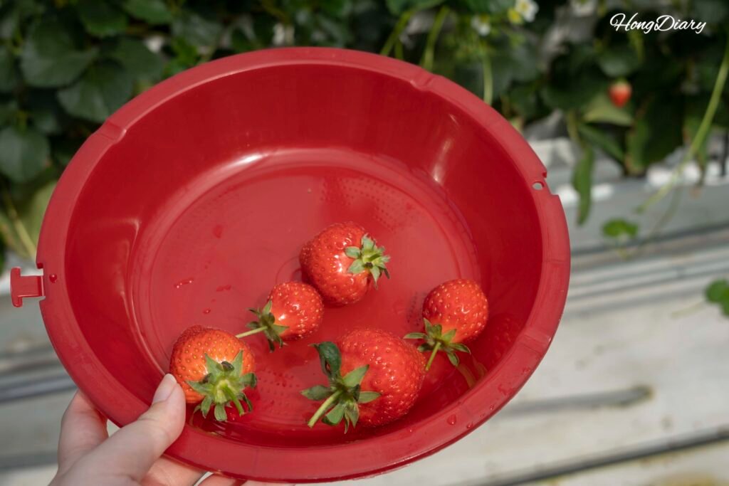 Experiencia de cosecha de fresas en el Parque Temático Agrícola Dumesil