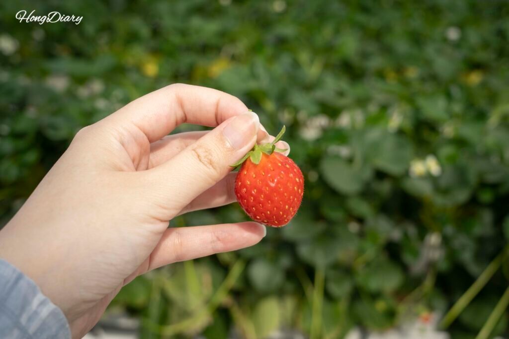Strawberry farm at Dumesil Agricultural Theme Park, Jinju