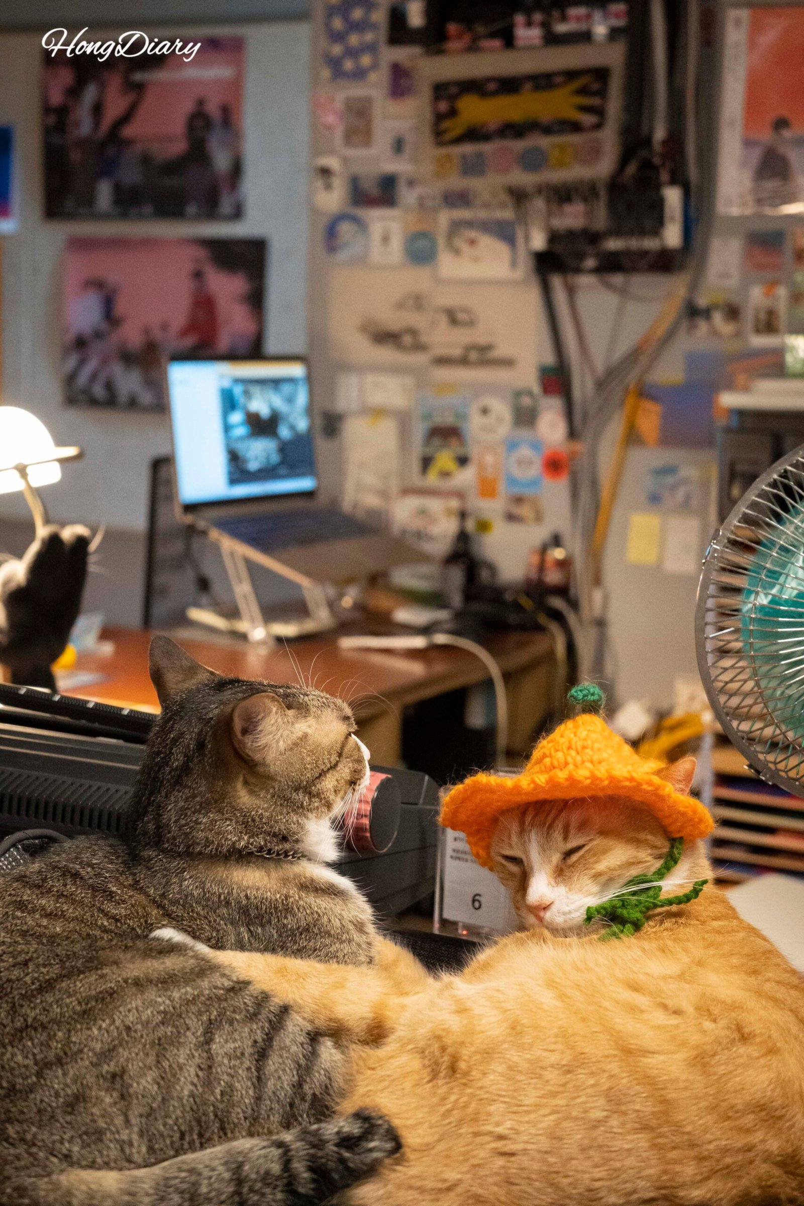 大邱シンプル書房の常駐猫レモンとライム、レトロ猫カフェ兼本屋