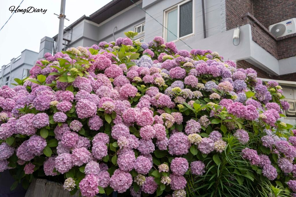 Hortensias encontradas en Yeongdo durante el camino al templo Taejongsa