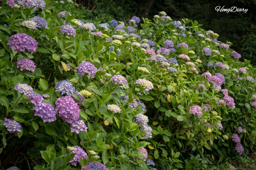 Hortensias del jardín del templo Taejongsa en Yeongdo Busan