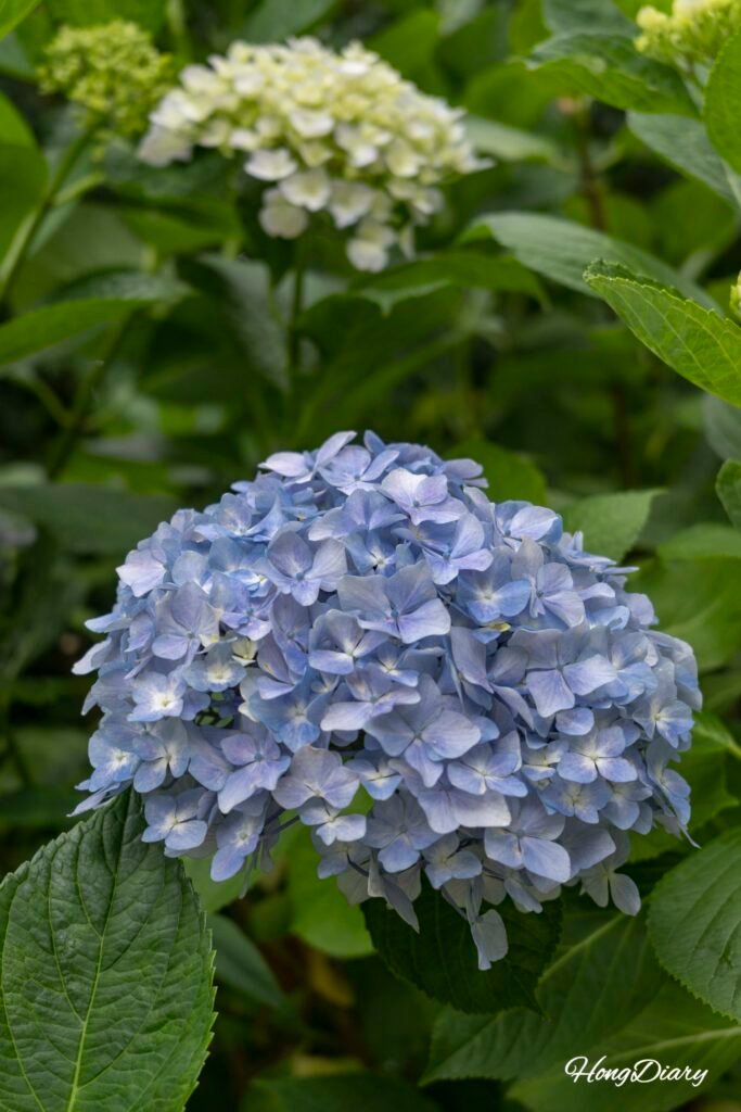 太宗寺境内に咲く紫陽花