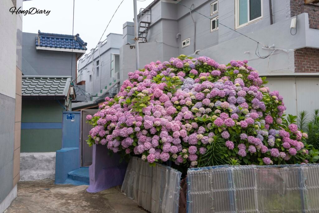 太宗台へ向かう道中で出会った満開の紫陽花