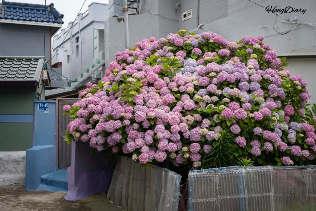 Hydrangeas along the path to Taejongsa Temple Busan