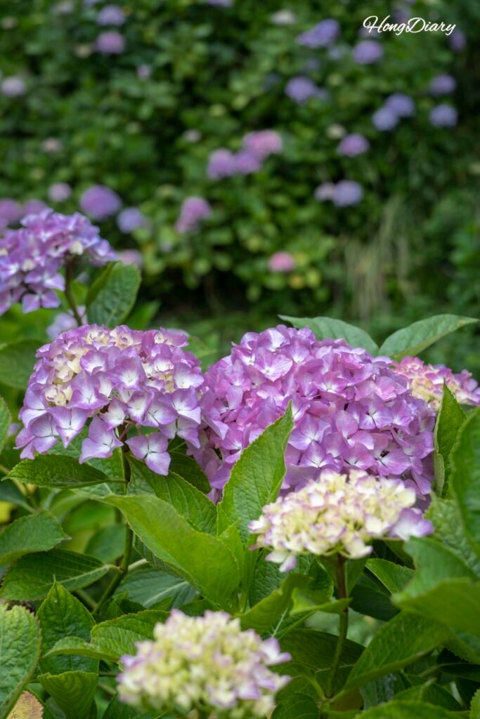 Hydrangeas blooming at Taejongsa Temple Yeongdo Busan