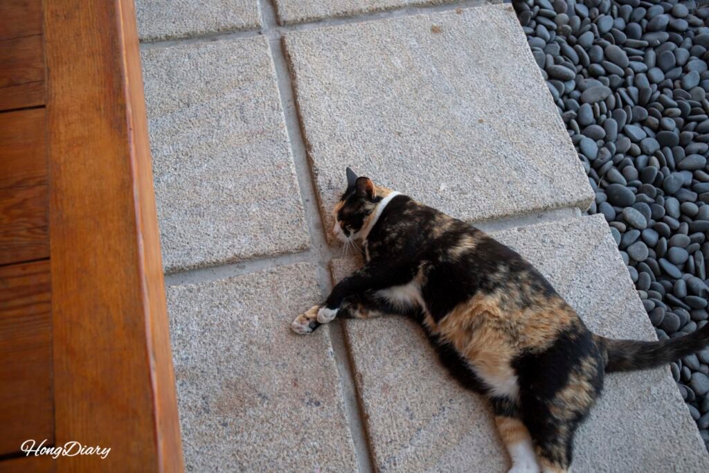 Resident cat at Wonhwaru hanok guesthouse Gyeongju greeting guests in the courtyard