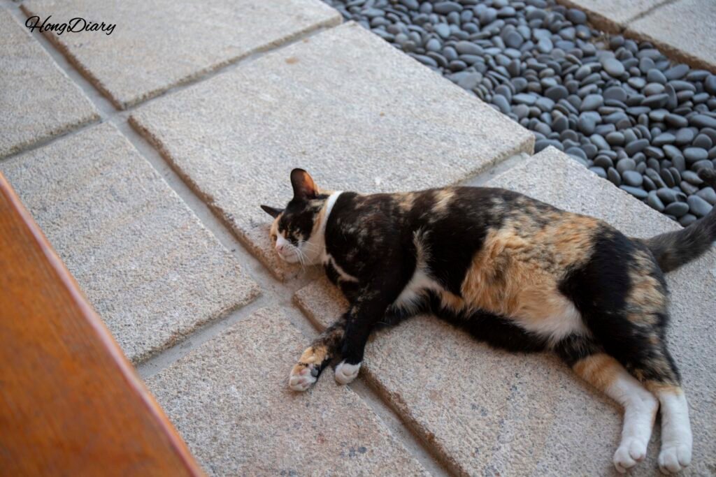 慶州ハノクステイ ウォンファルの名物猫、中庭で投宿客を出迎える様子