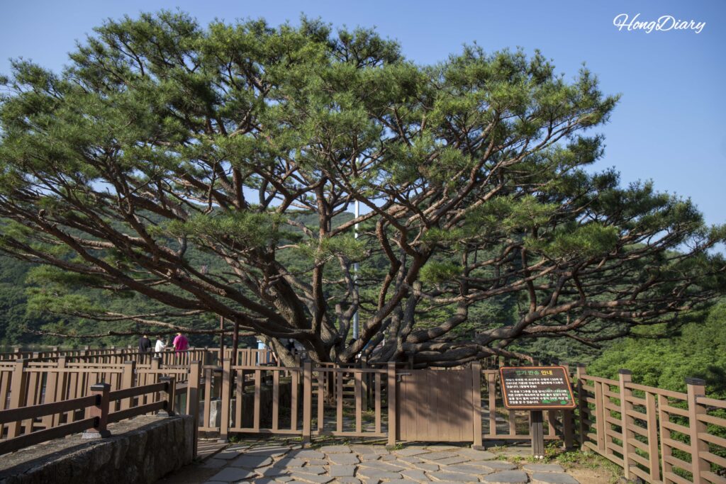 Close-up of a bansong half-pine tree on the dam at Beopgi Reservoir, Yangsan, over 140 years old