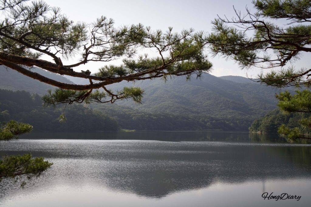 Beopgi Reservoir lake with half-pine trees visible along the dam in the distance, Yangsan