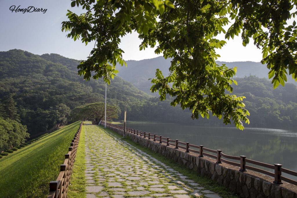 Walking along the dam crest of Beopgi Reservoir with bansong half-pine trees visible, Yangsan