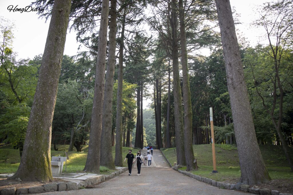 法基水源地の入口から続くヒマラヤスギの巨木の並木道(梁山)