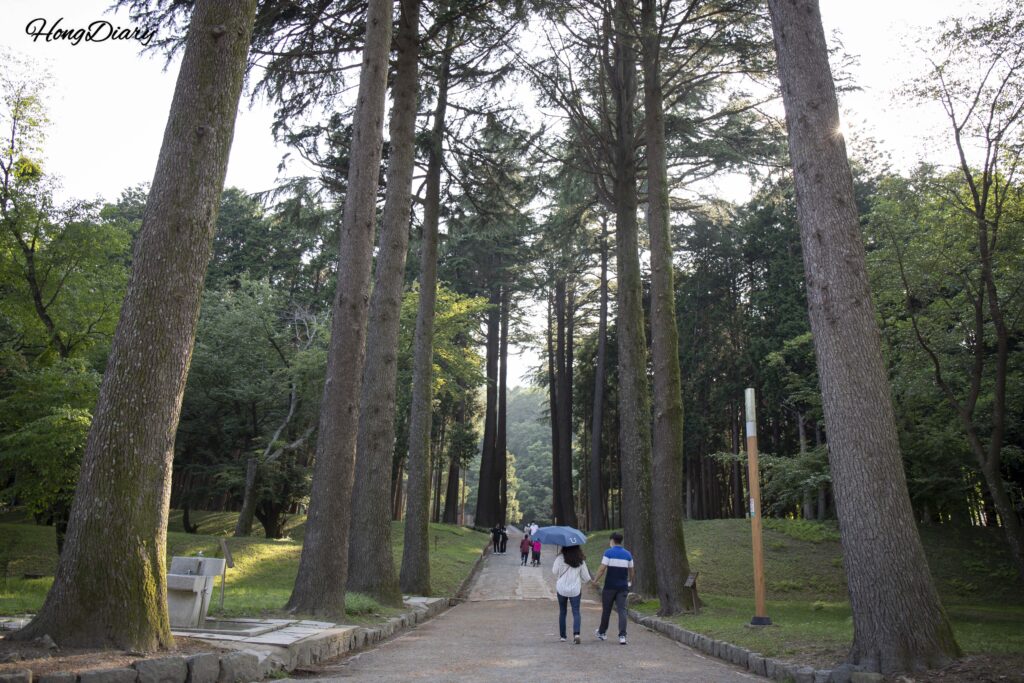 Towering Himalayan cedar trees lining the entrance path of Beopgi Reservoir, Yangsan
