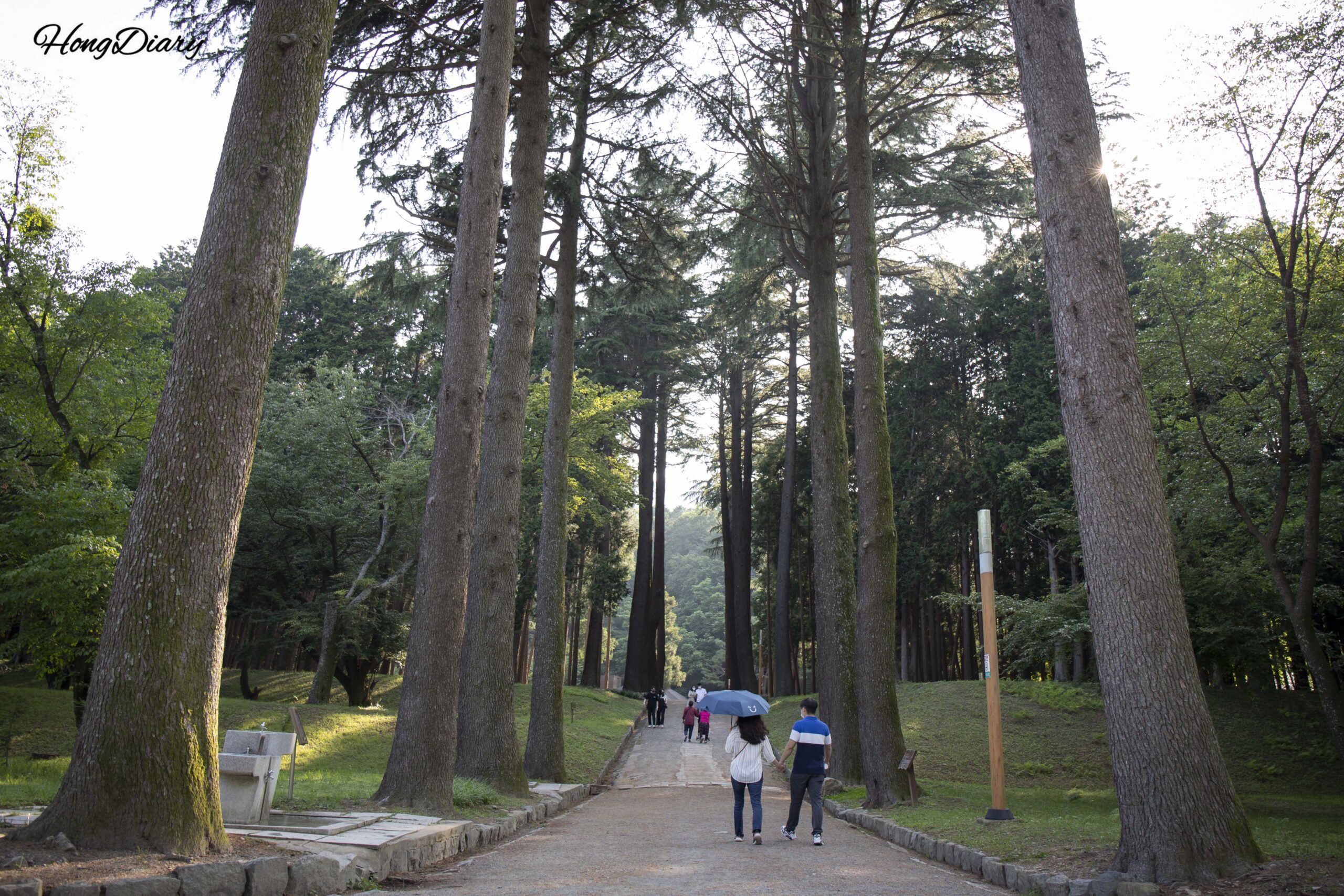 Beopgi Reservoir Near Busan: The Forest They Kept Locked for 79 Years