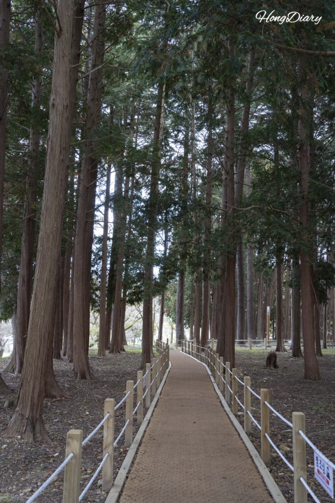 ヒマラヤスギとヒノキに囲まれた法基水源地の平坦な散策路（梁山）