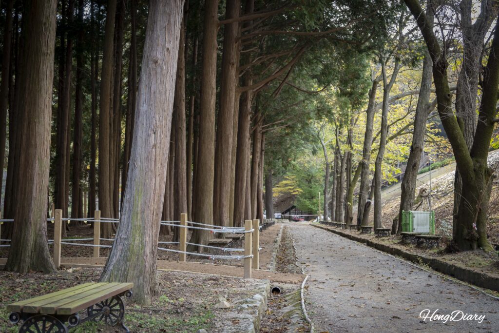 Flat walking trail through old-growth Himalayan cedar and hinoki cypress forest at Beopgi Reservoir, Yangsan