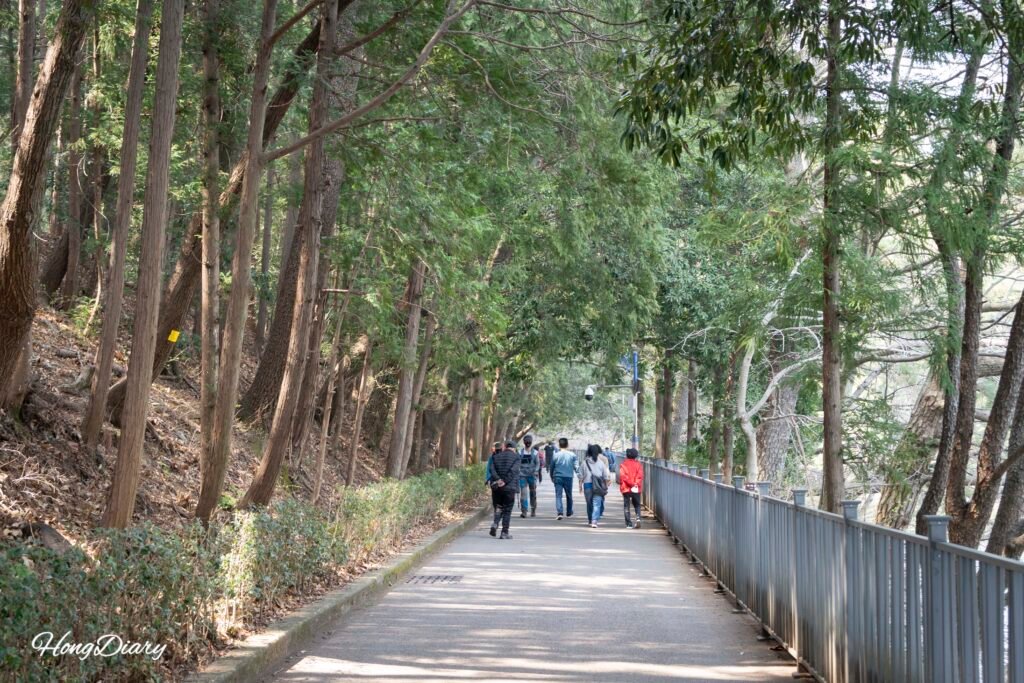 Forest section of the deck trail at Busan Children's Grand Park