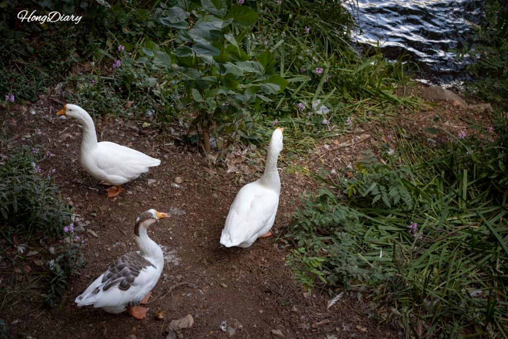 Patos en Seongjigok Reservoir, el lago de Busan Children's Grand Park