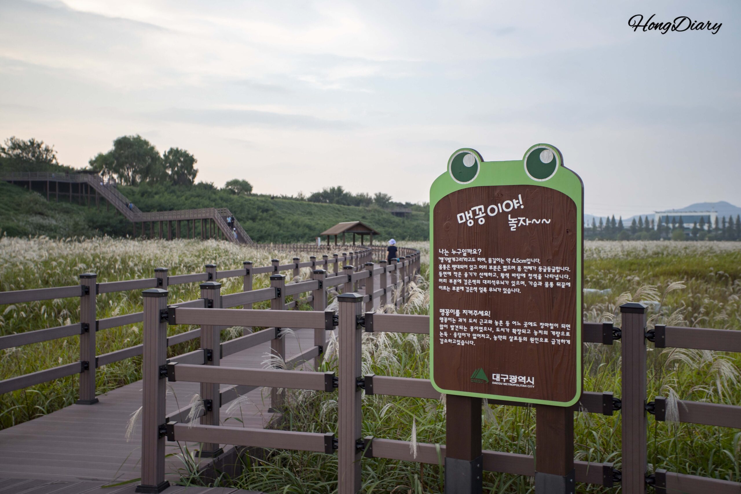 Dalseong Wetland Daegu: Reeds, Rare Toads and a Sunset Walk