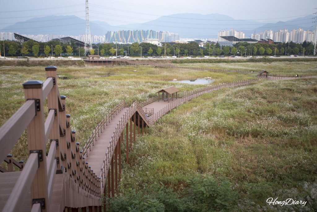大邱にある達城湿地(タルソンスプチ)の散策記もあわせてご覧ください。葦原の夕焼けと絶滅危惧種が静かに迎えてくれる、また違った表情の湿地を歩いた記録です。
