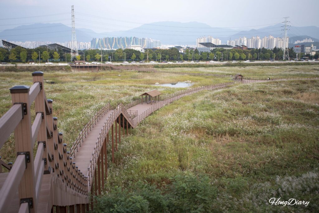 Panoramic view of reed fields at Daemyeong Reservoir, Dalseong Wetland area, Daegu