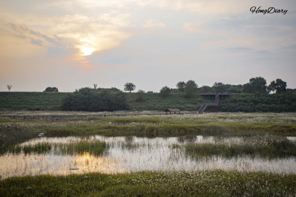 大明遊水池の葦原に沈む夕日｜達城湿地エリア・大邱