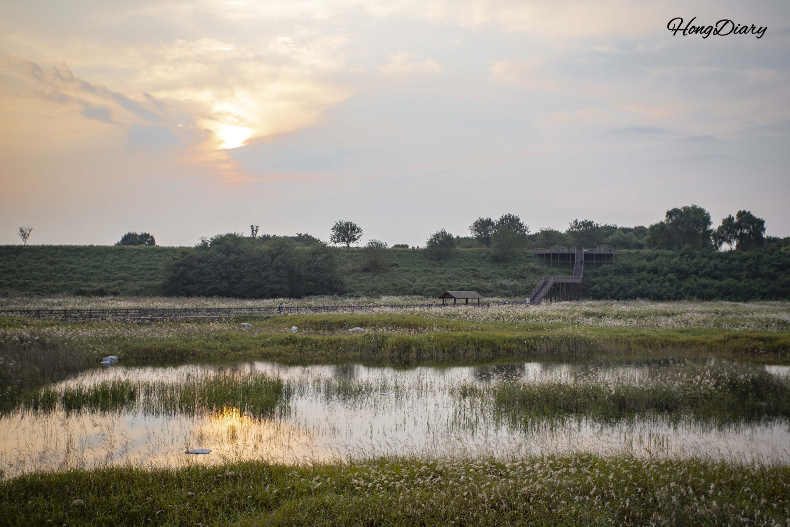 大明遊水池の葦原に沈む夕日｜達城湿地エリア・大邱