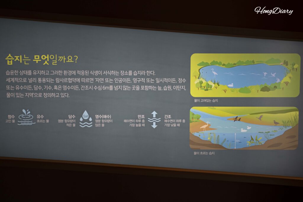 達城湿地生態学習館の湿地解説展示コーナー