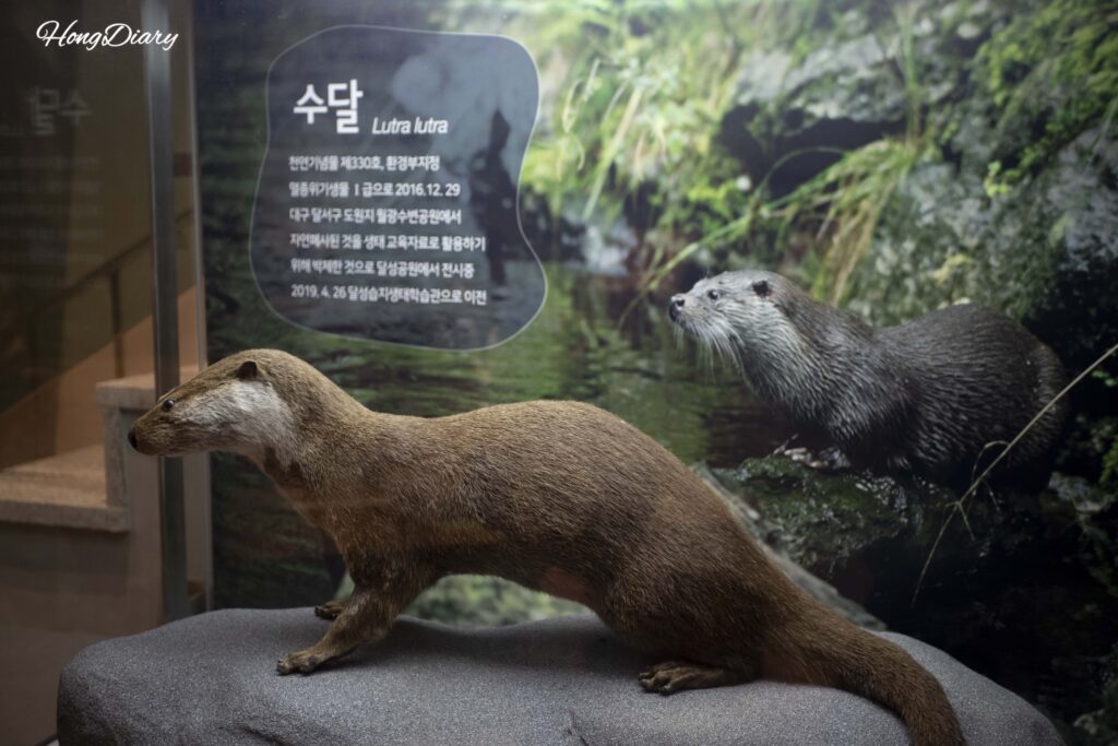 達城湿地に生息するカワウソの剥製と生態解説｜大邱