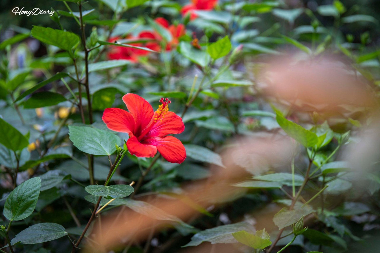 慶州東宮苑の温室内に咲く花。テーマ別庭園で見られる色鮮やかな植物