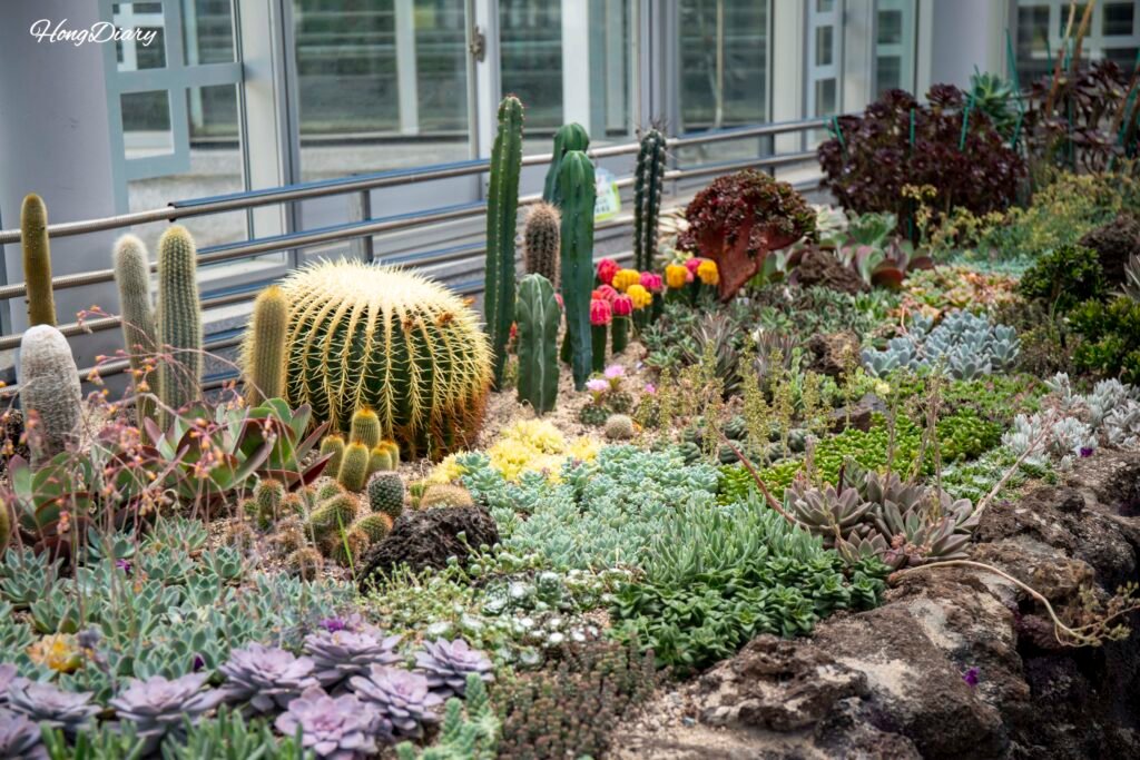 慶州東宮苑の温室内に展示されているサボテンや多肉植物