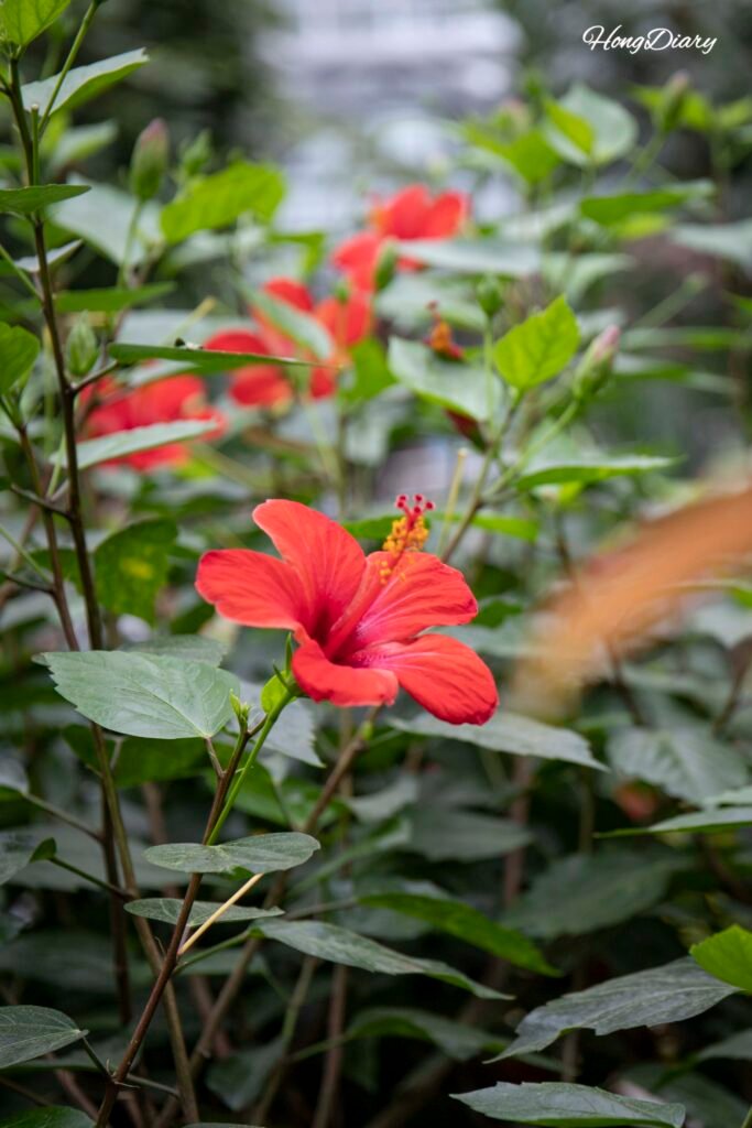 Detalle de flores en el Jardín de Aromas dentro del invernadero Donggungwon, Gyeongju