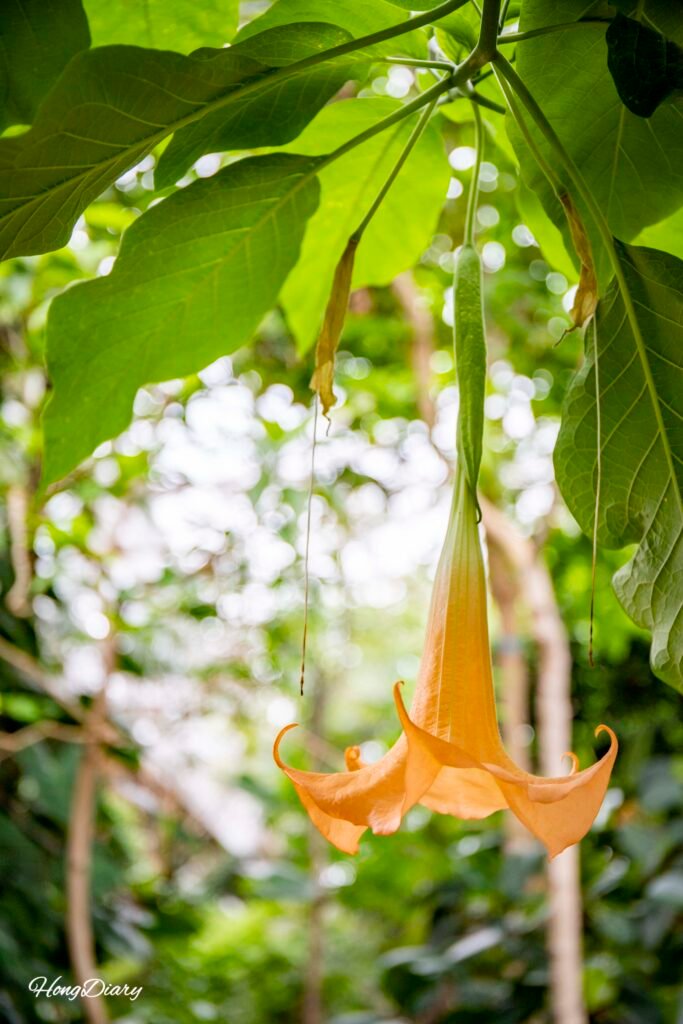 Variedad de flores tropicales exhibidas en los invernaderos de Donggungwon en Gyeongju, Corea del Sur