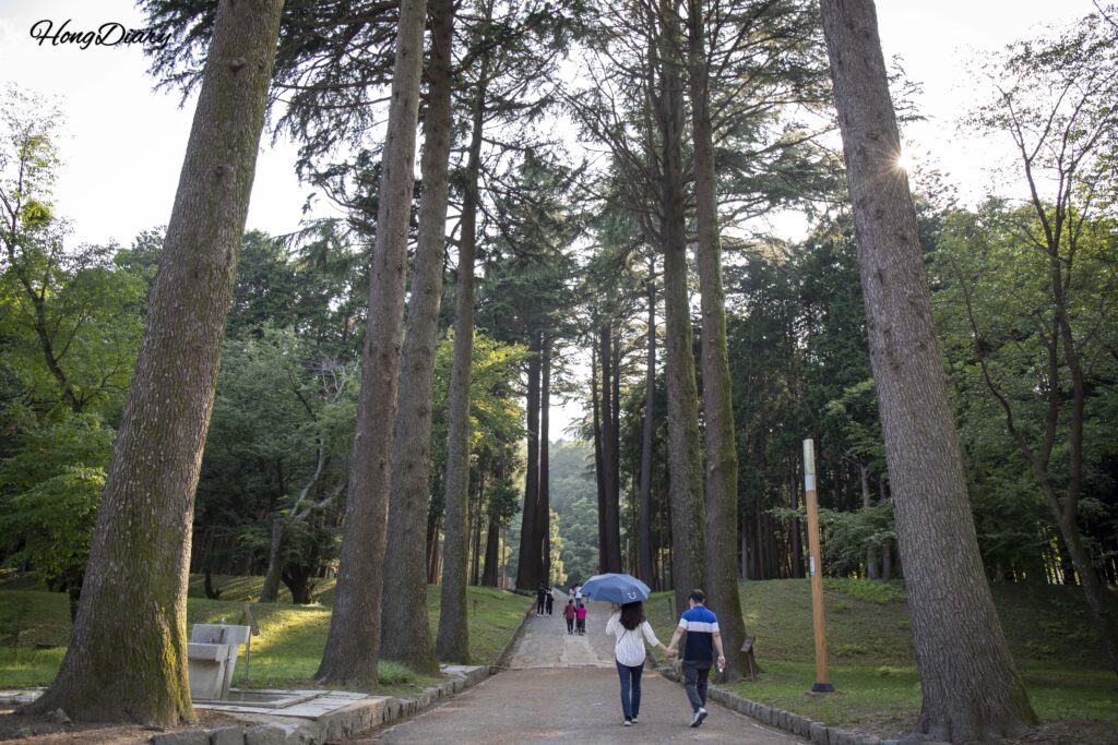 Cedros del Himalaya centenarios vistos desde la entrada del Embalse de Beopgi, Yangsan