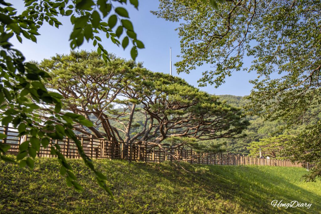 Medio pino (bansong) del Embalse de Beopgi visto desde abajo, con ramas extendiéndose hacia el suelo, Yangsan