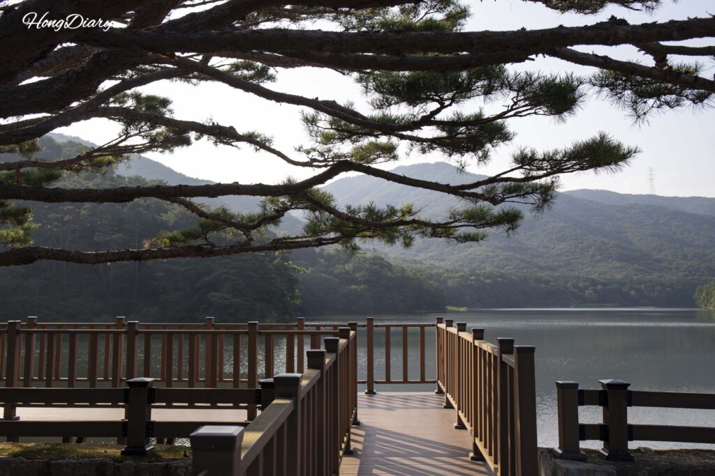 Vista cercana de los medio pinos sobre la presa del Embalse de Beopgi con el lago de fondo, Yangsan