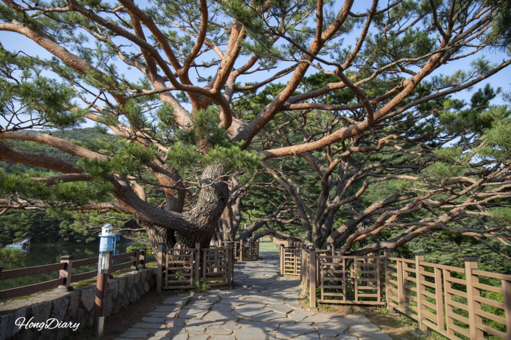 Sendero sobre la presa del Embalse de Beopgi con medio pinos (bansong) alineados, Yangsan