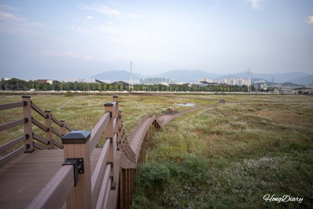 Vista panorámica de los campos de juncos en el Embalse Daemyeong, zona del Humedal Dalseong, Daegu