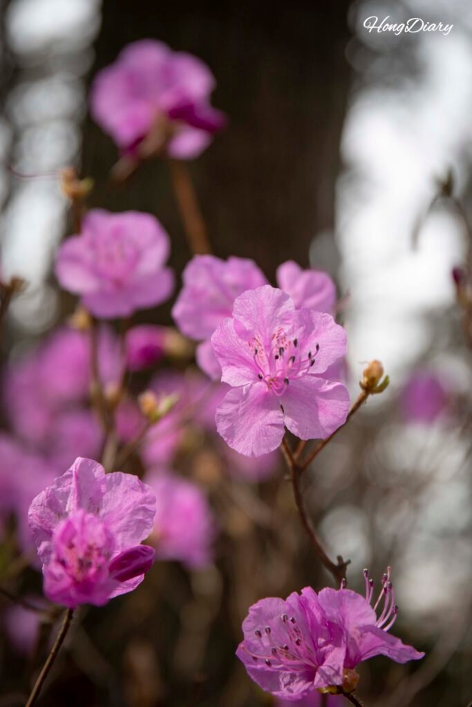 Azaleas rosadas floreciendo a lo largo del sendero de Molundae en primavera, Busán