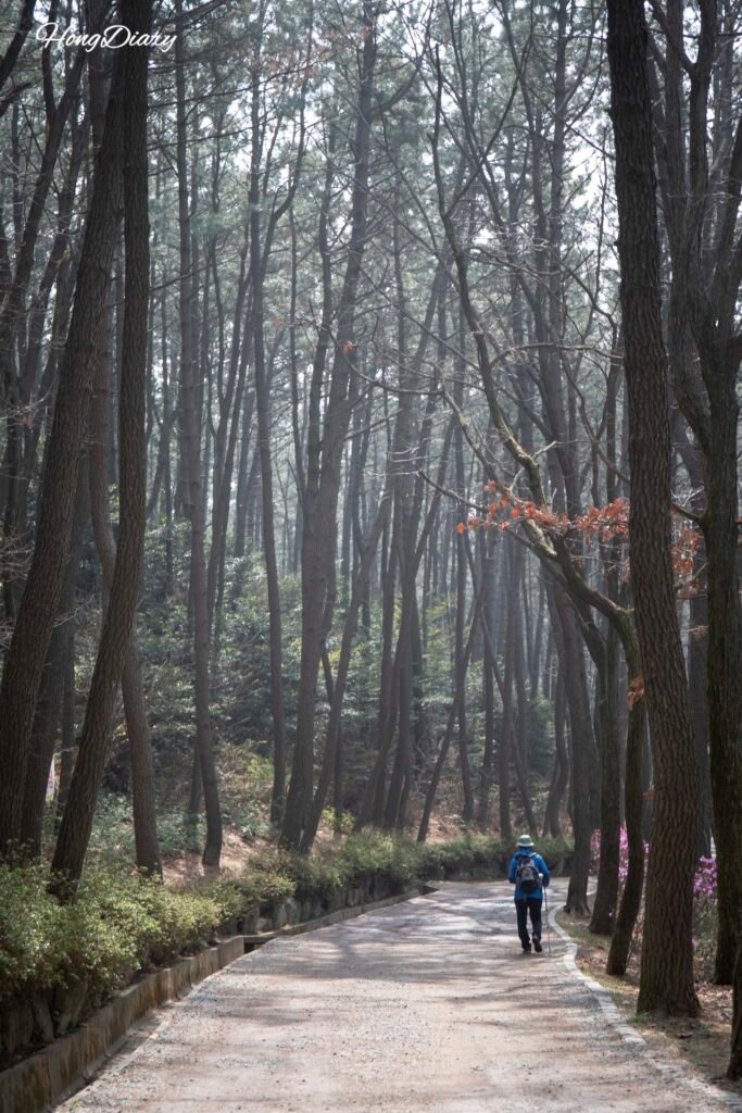 Shaded walking path through black pine (gomsol) forest on the Molundae Trail in Busan