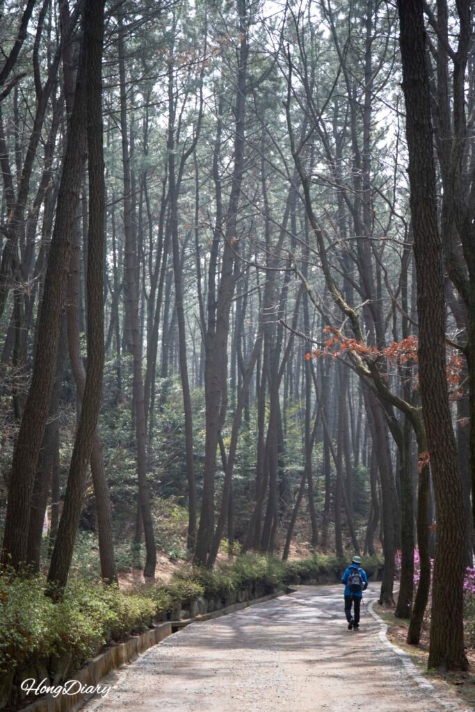 Sendero sombreado bajo pinos negros (gomsol) en Molundae, Busán
