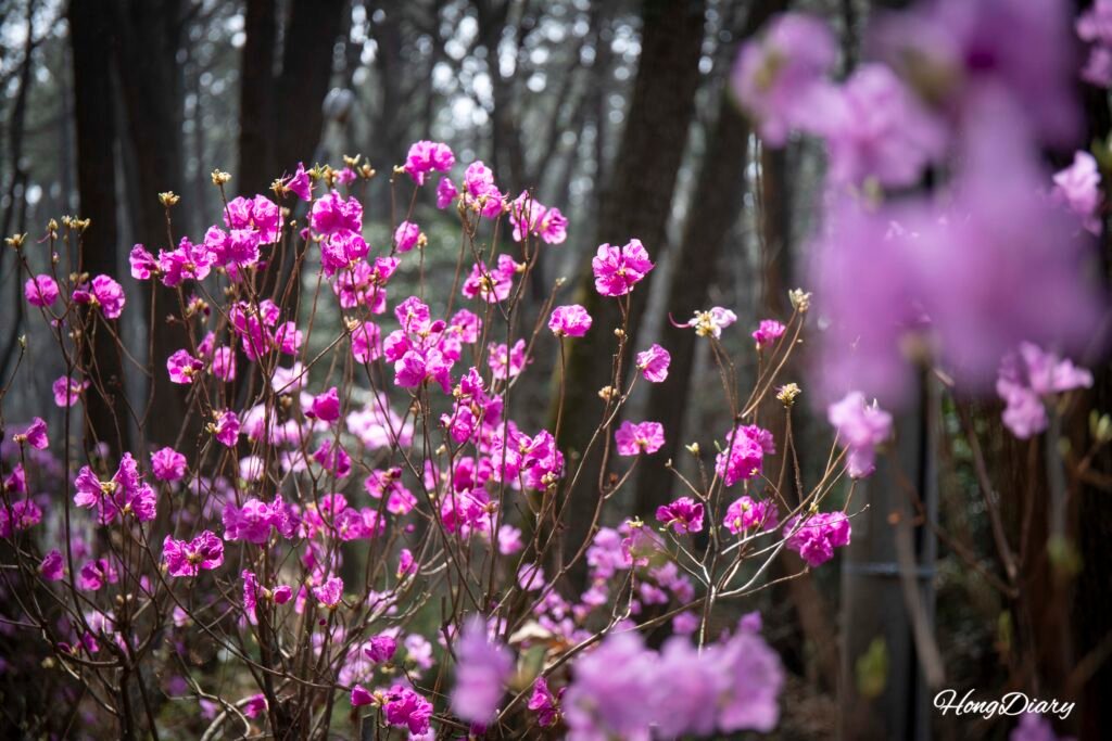 Pink azalea flowers blooming along the Molundae Trail in spring, Busan