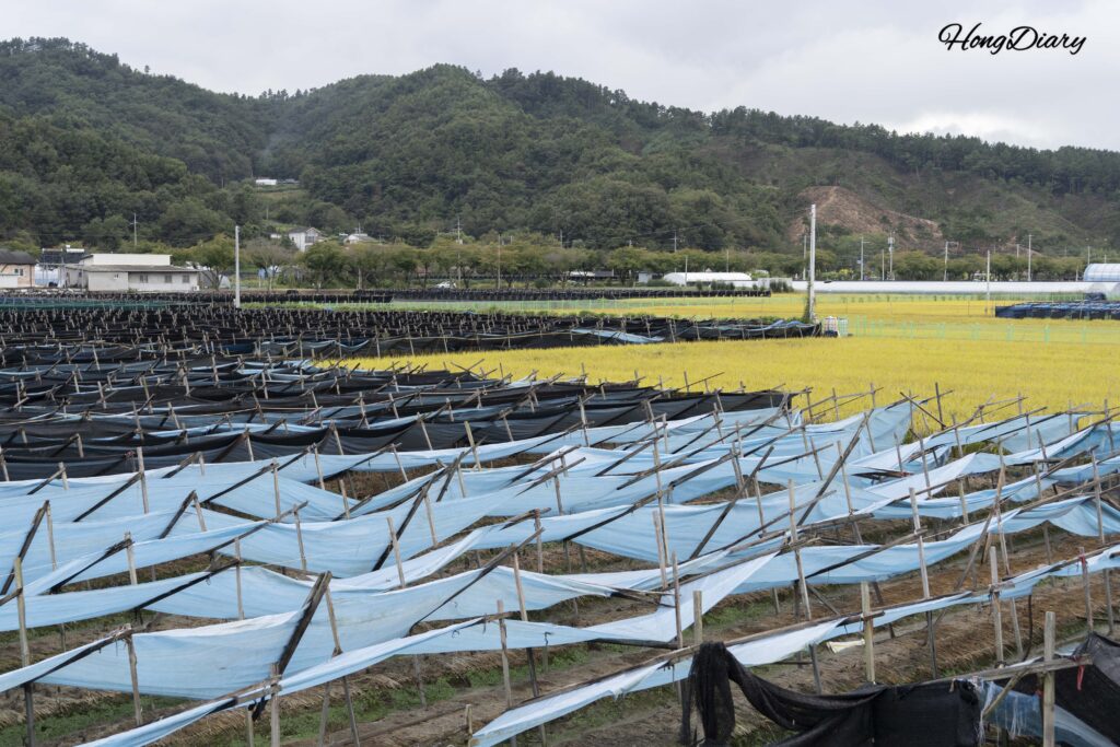 Campos de ginseng cubiertos con redes de sombra negras y arrozales dorados vistos desde Samrakwon