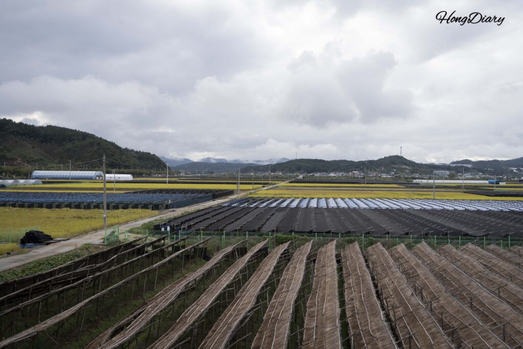 三楽園展望台から一望する田んぼと黒い遮光ネットに覆われた高麗人参畑｜錦山
