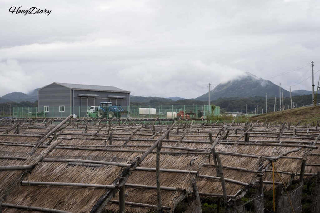 Panoramic view of ginseng fields covered in black shade nets as seen from Samrakwon Observatory, Geumsan