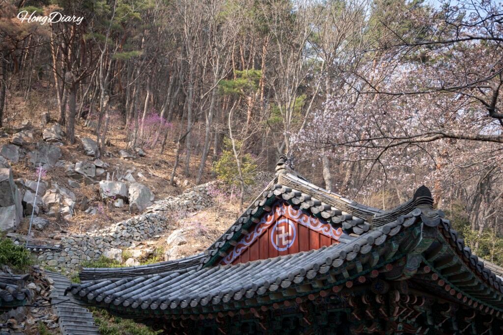 Flores de cerezo y azaleas en primavera en el templo Seonamsa, monte Baegyangsan, Busan