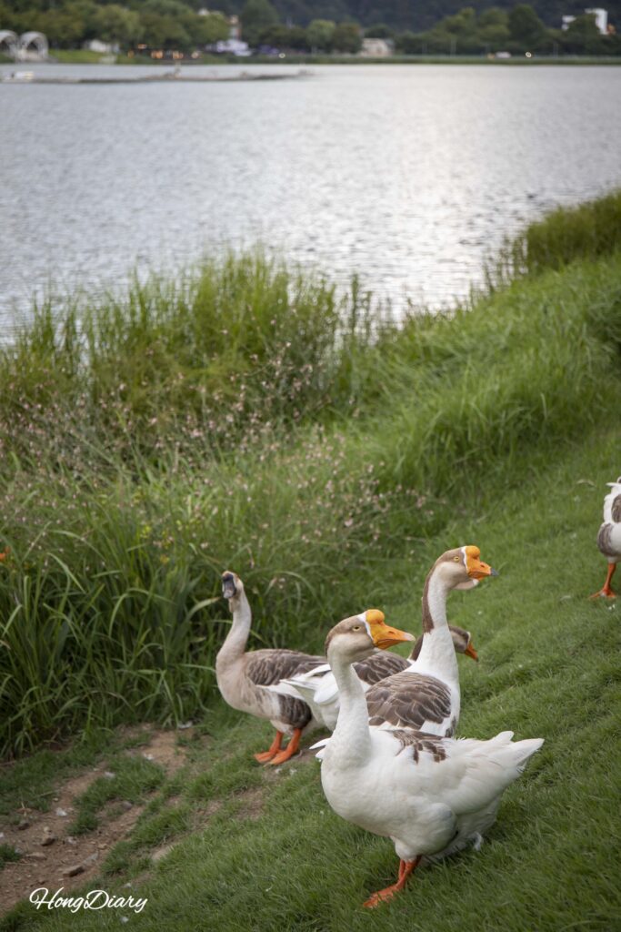 Family of geese crossing the walking path at Suseongmot lake, Daegu