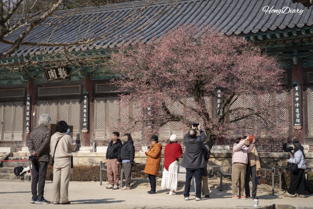 Ciruelos rojos (hongmaehwa) en flor con visitantes en el Templo Tongdosa durante la primavera